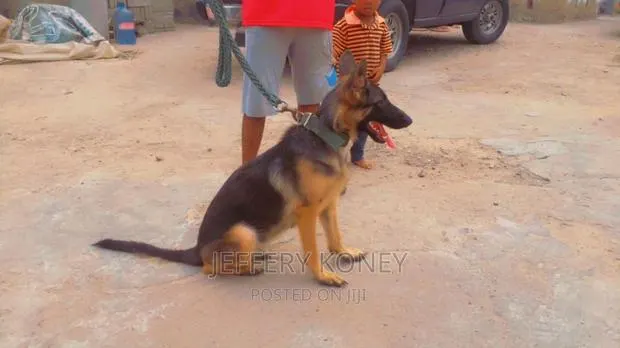 6-12 months Female Purebred German Shepherd · Photo 1