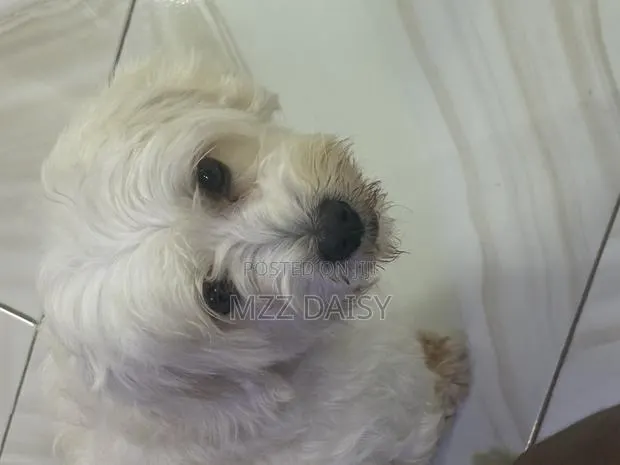 1+ year Male Purebred Maltese · Photo 1
