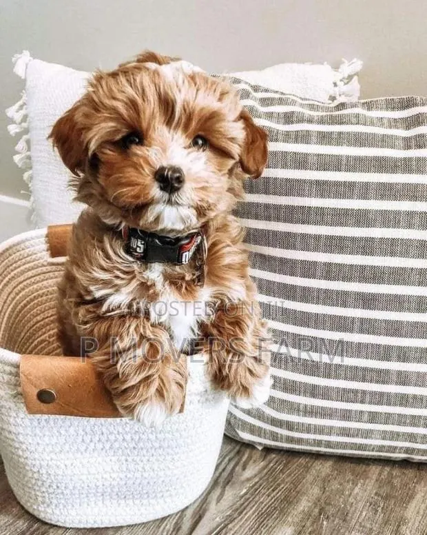 1-3 months Male Purebred Lhasa Apso · Photo 1