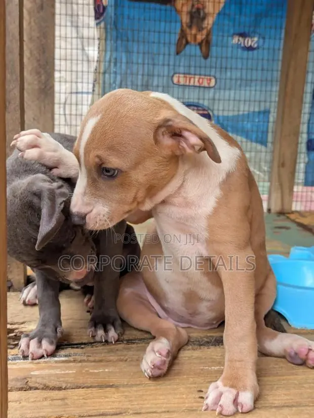 1-3 months Female Purebred American Pit Bull Terrier · Photo 1