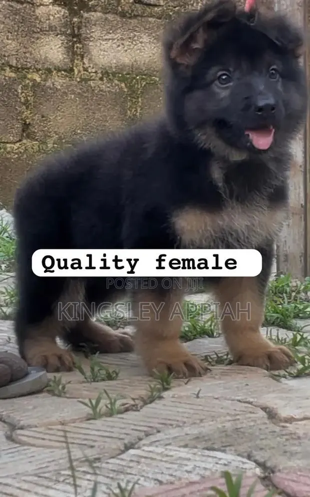 1-3 months Female Purebred German Shepherd · Photo 1