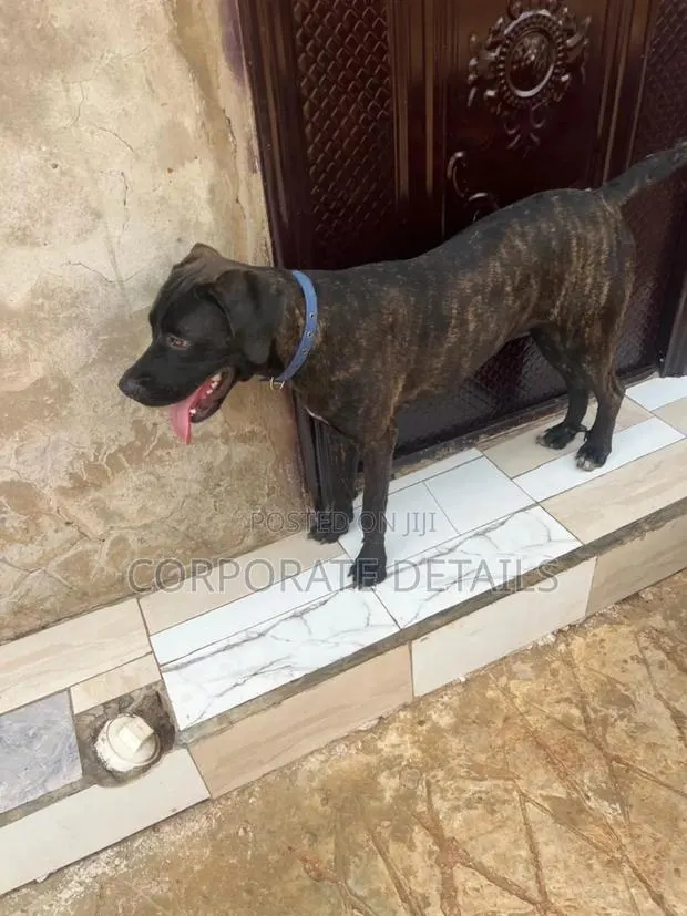 6-12 months Female Purebred Boerboel · Photo 1