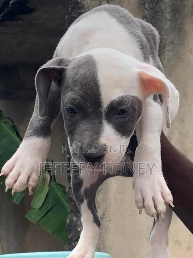1-3 months Male Purebred American Bully · Photo 1