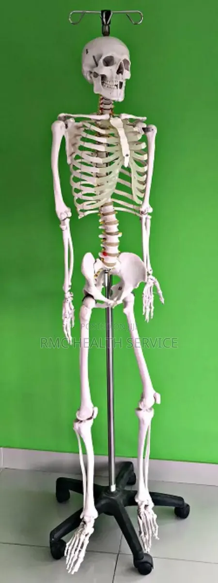 Skeletal System · Photo 1