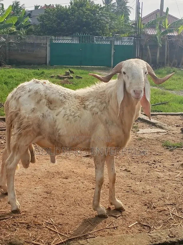 Balami Ram · Photo 1