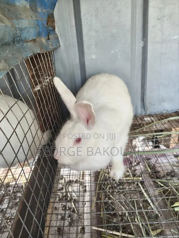 Rabbits for Sale · Photo 1