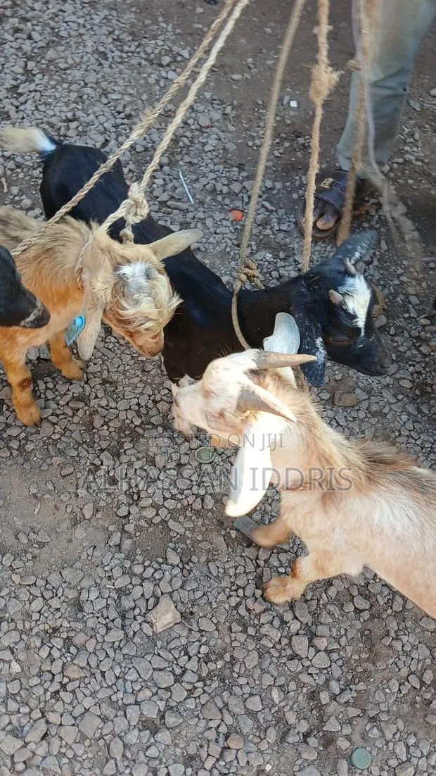 Goat for Sale · Photo 1