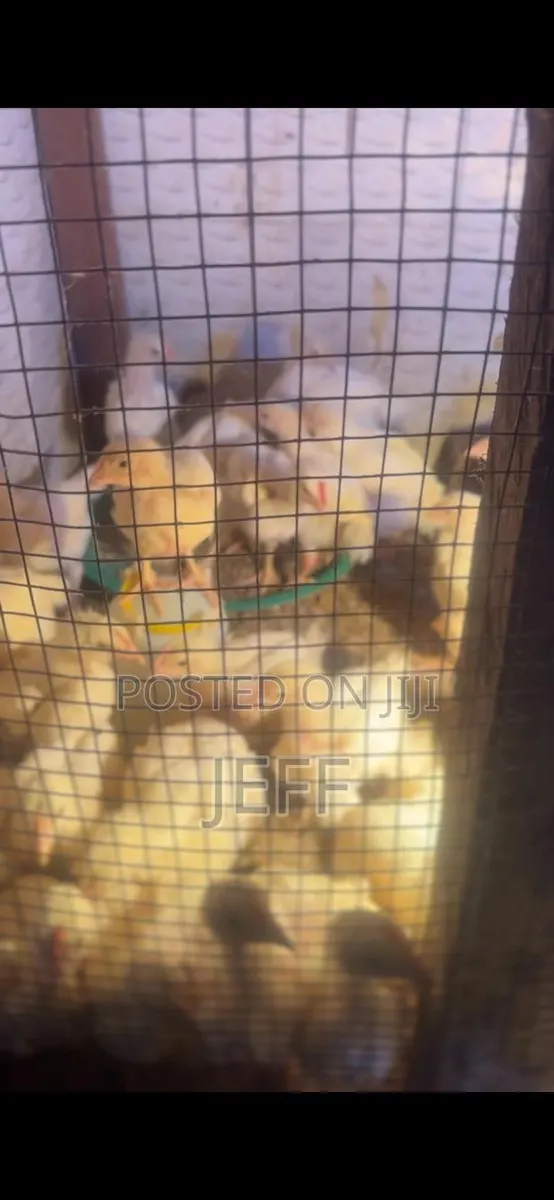 Broiler Chicken for Sale · Photo 4