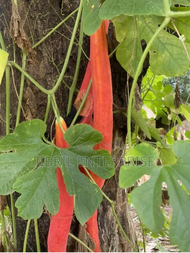 Snake Gourd Tomato Seeds · Photo 2