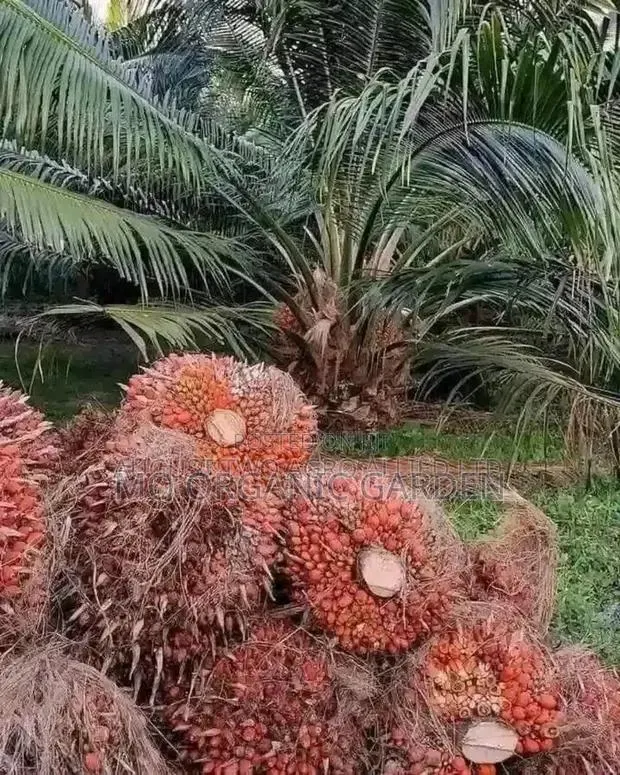 Hybrid Tenera Palm Tree Plant Seedling