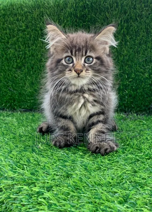 1-3 months Female Purebred Maine Coon · Photo 1