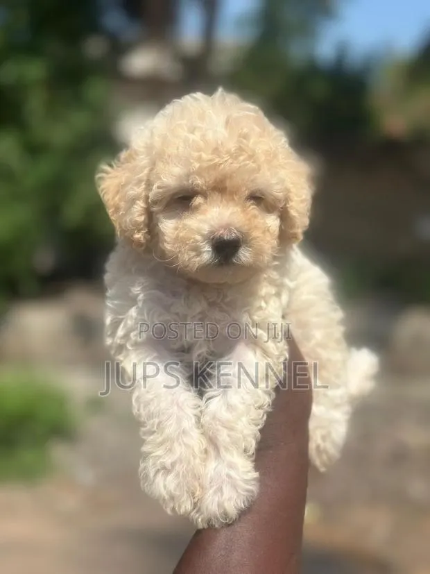 1-3 months Female Purebred Poodle · Photo 1