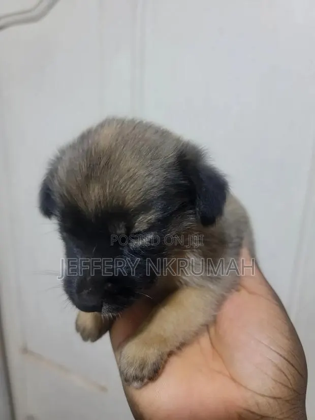 0-1 month Female Purebred Basenji · Photo 1