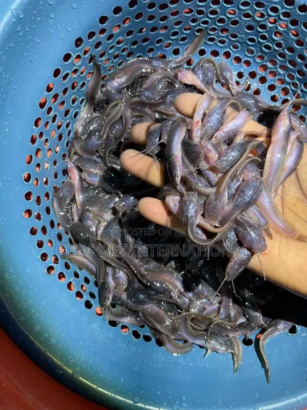 Catfish Fingerlings/ Juveniles · Photo 1