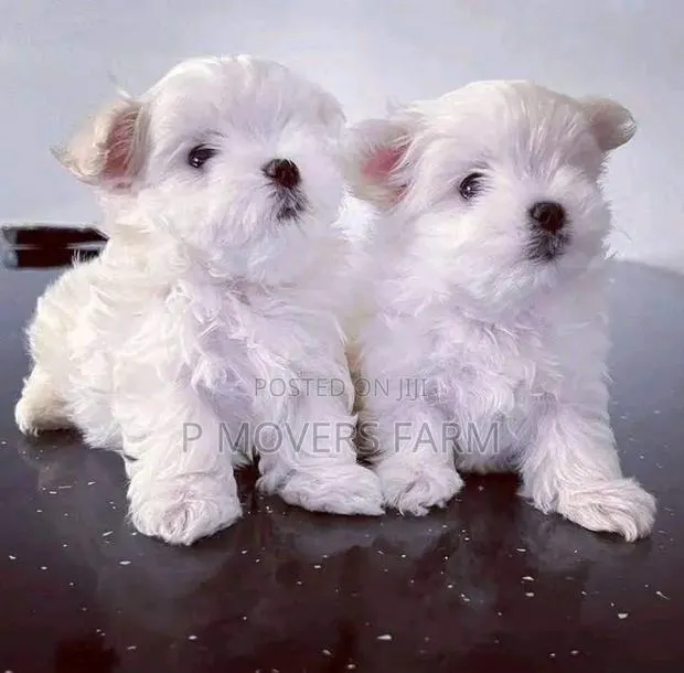 1-3 months Female Purebred Maltese · Photo 1