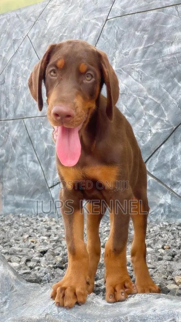 1-3 months Female Purebred Doberman Pinscher · Photo 1