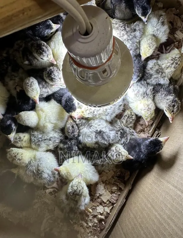 Day Old Hybrid Turkeys (Poults) for Sale at Ghc60 Each. · Photo 1