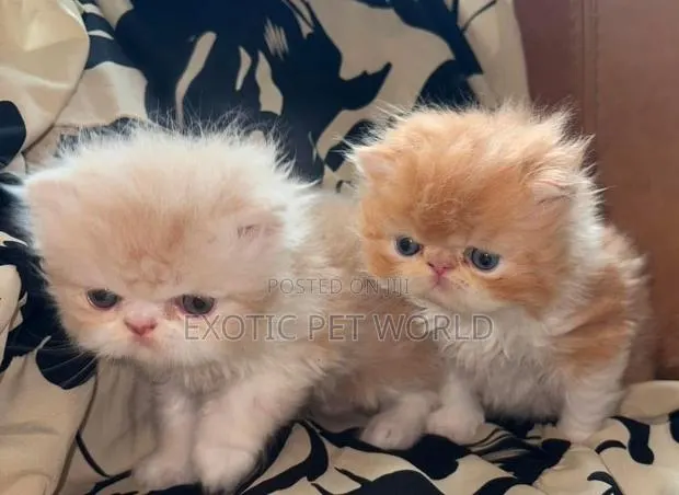 1-3 months Female Purebred Persian · Photo 1