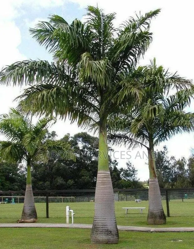 Royal Palms Available · Photo 1