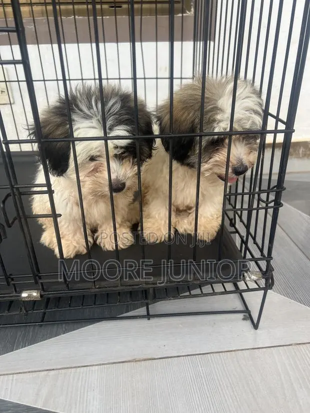1-3 months Male Purebred Poodle · Photo 1