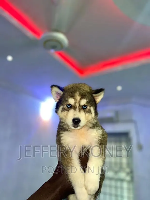 1-3 months Male Purebred Siberian Husky · Photo 1
