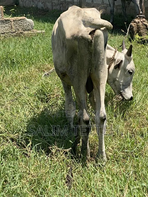 Inbox Cow for Cool Price · Photo 1