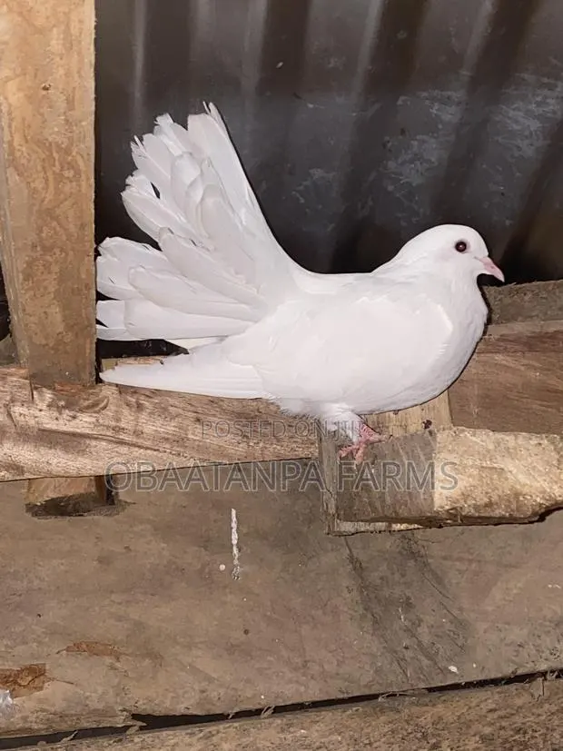 Pair of Fantail Pigeons · Photo 3