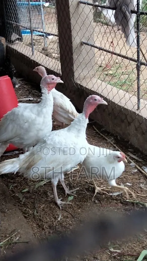 4 Month Old Foreign Turkeys | BBW · Photo 1