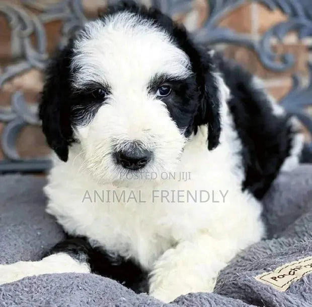 1-3 months Female Purebred Poodle · Photo 1