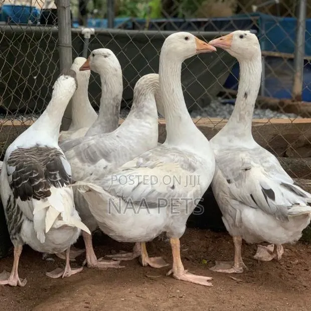 Bean Geese · Photo 1
