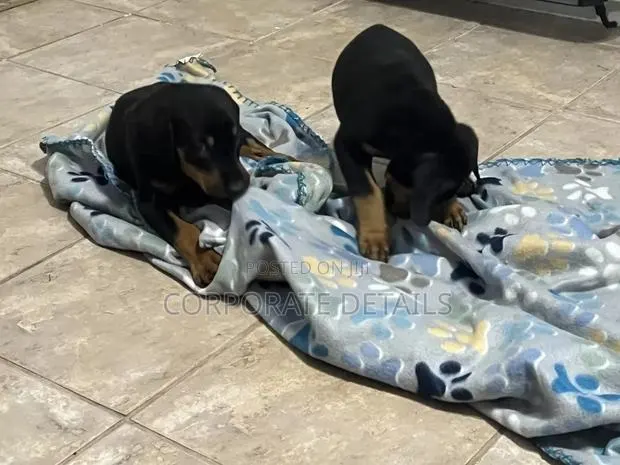 1-3 months Male Purebred Doberman Pinscher · Photo 1