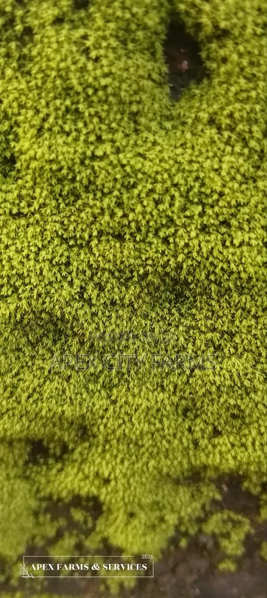 Moss for Flower Pots,Home Decorations, Crafters in Ghana · Photo 1