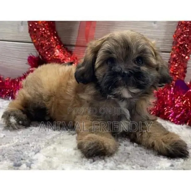 1-3 months Female Purebred Poodle · Photo 1