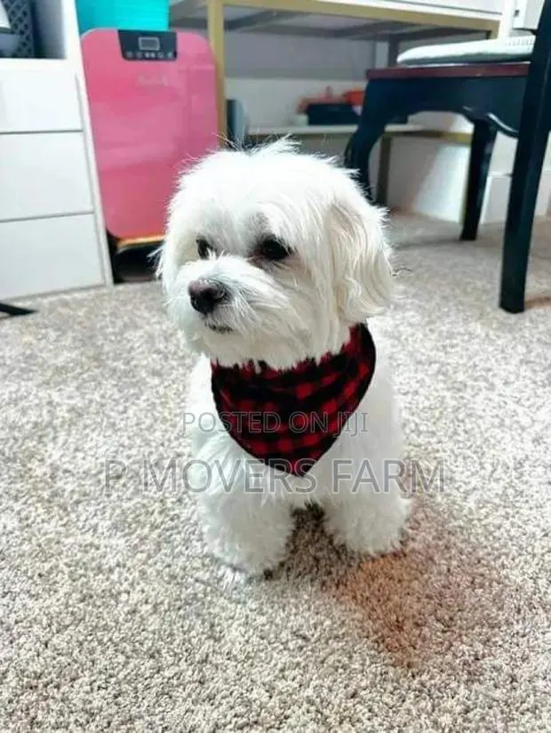 1-3 months Male Purebred Maltese · Photo 1