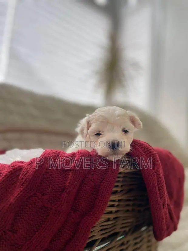 1-3 months Male Purebred Maltese · Photo 1