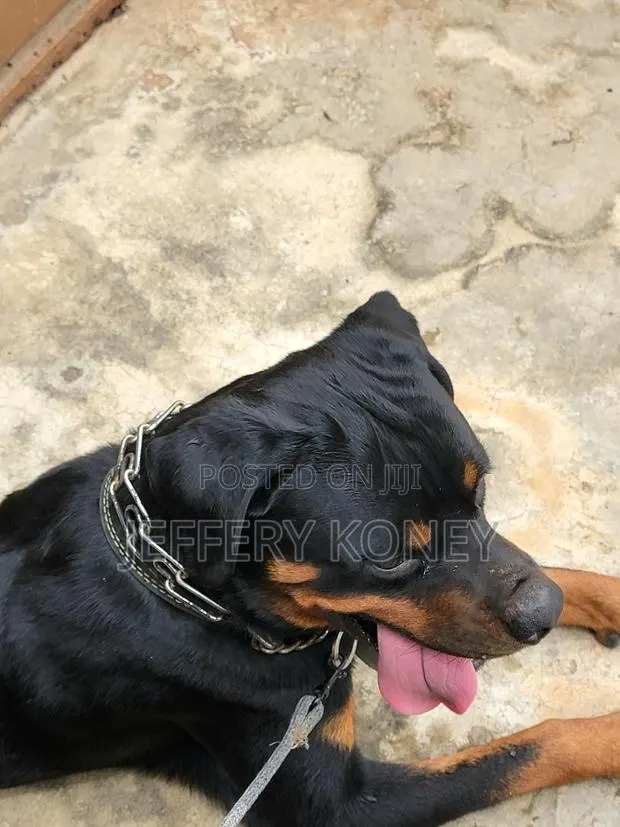 1+ year Male Purebred Rottweiler · Photo 1
