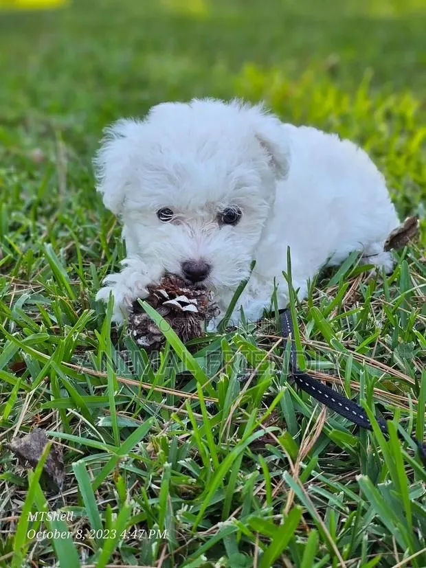 1-3 months Male Purebred Poodle · Photo 1
