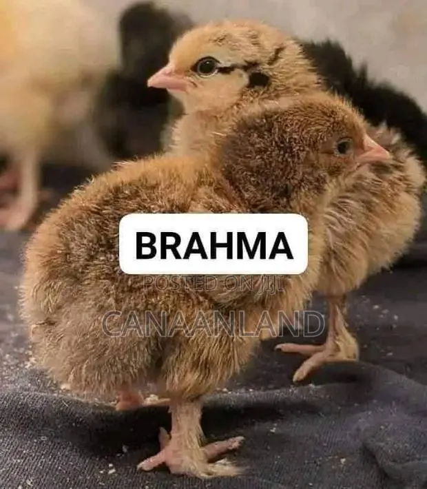 Brahama Chicks · Photo 1