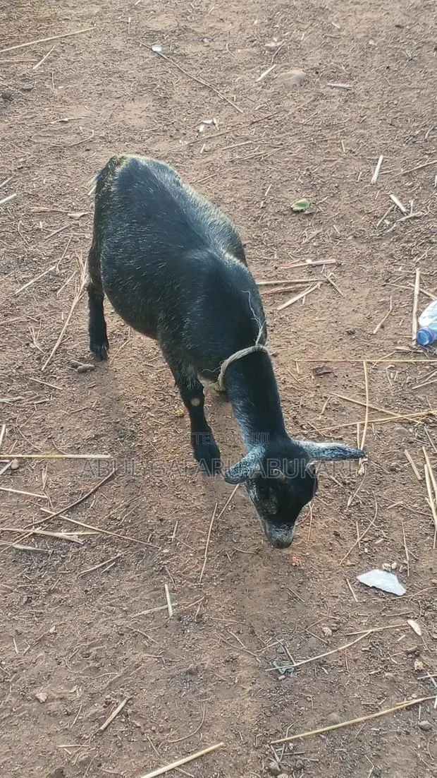 Young Female Goat · Photo 1