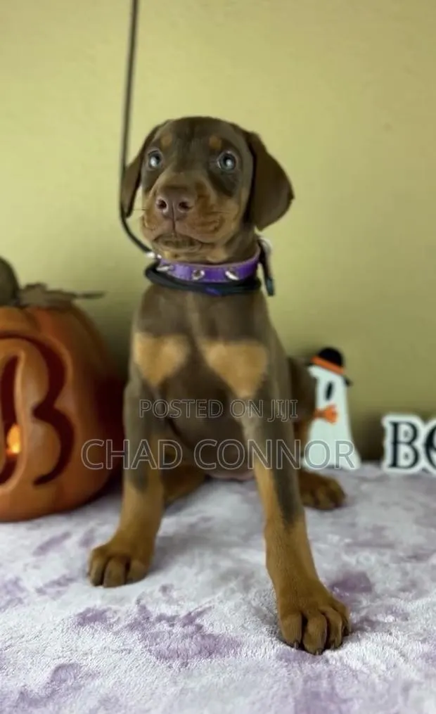 1-3 months Male Purebred Doberman Pinscher · Photo 1