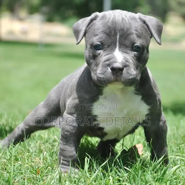 1-3 months Male Purebred American Pit Bull Terrier · Photo 1