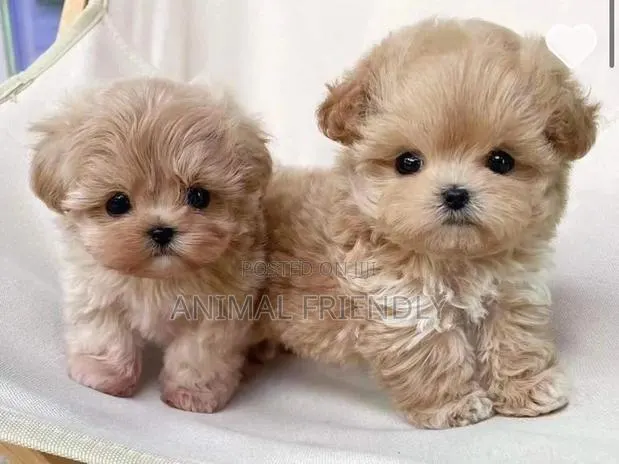 1-3 months Male Purebred Maltese · Photo 1