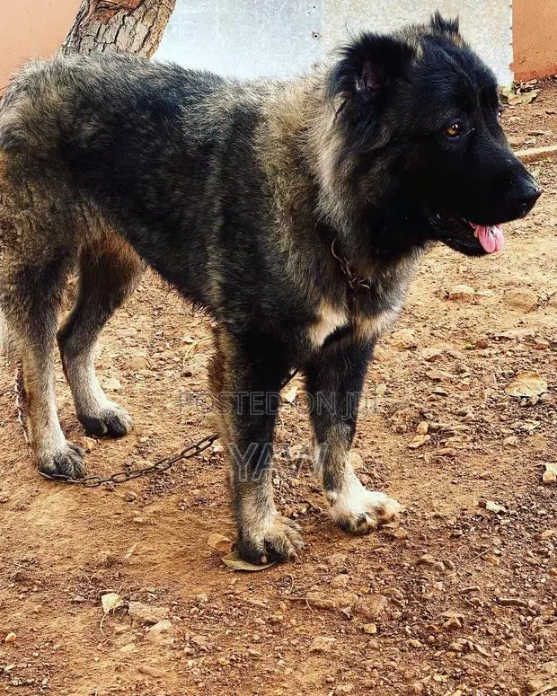 1+ year Male Purebred Caucasian Shepherd · Photo 1