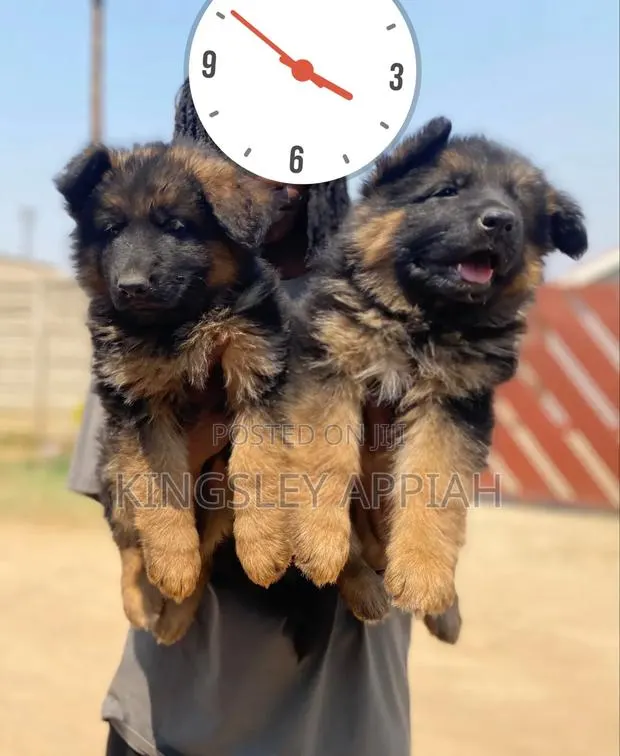 1-3 months Male Purebred German Shepherd · Photo 1