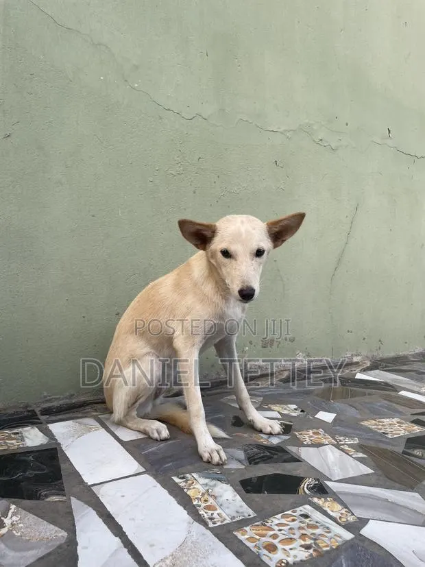 6-12 months Female Mixed Breed Mongrel (No Breed) · Photo 1