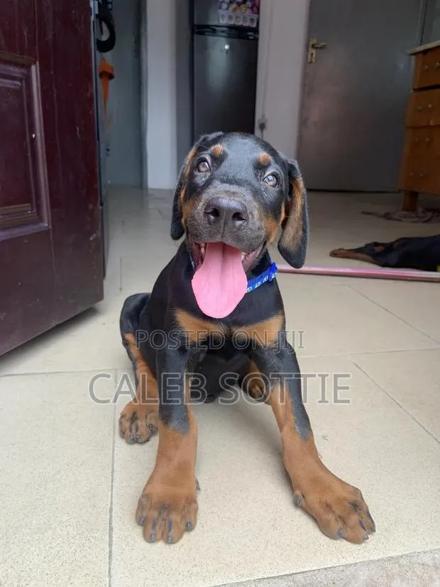 1-3 months Male Purebred Doberman Pinscher · Photo 1
