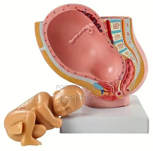 Womb Anatomy 16cm Height · Photo 3