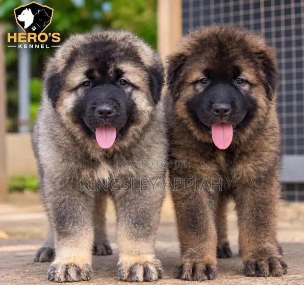 1-3 months Male Purebred Caucasian Shepherd · Photo 1
