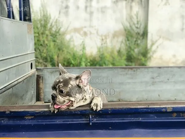 1+ year Male Purebred French Bulldog · Photo 1