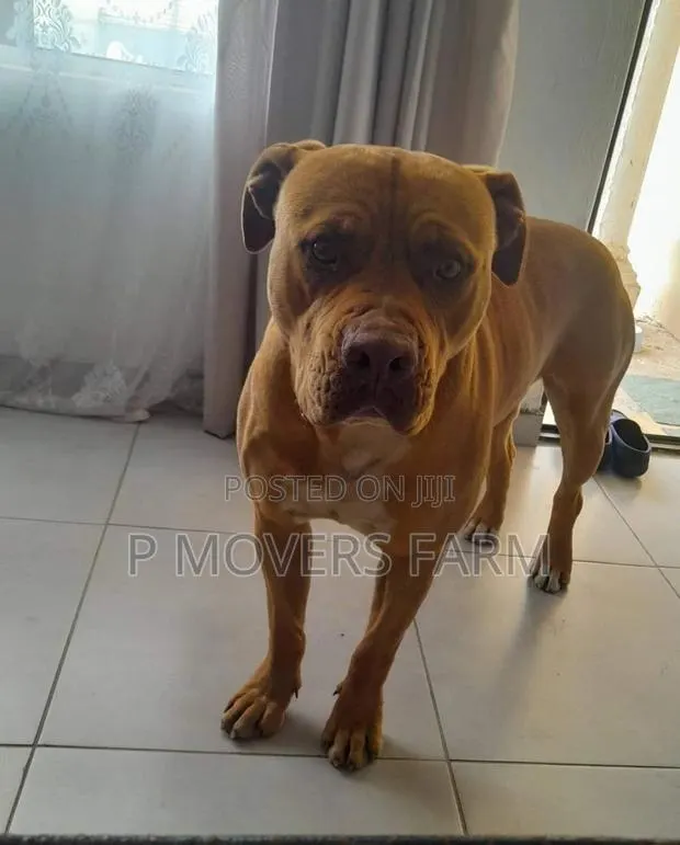 1-3 months Male Purebred Boerboel · Photo 1